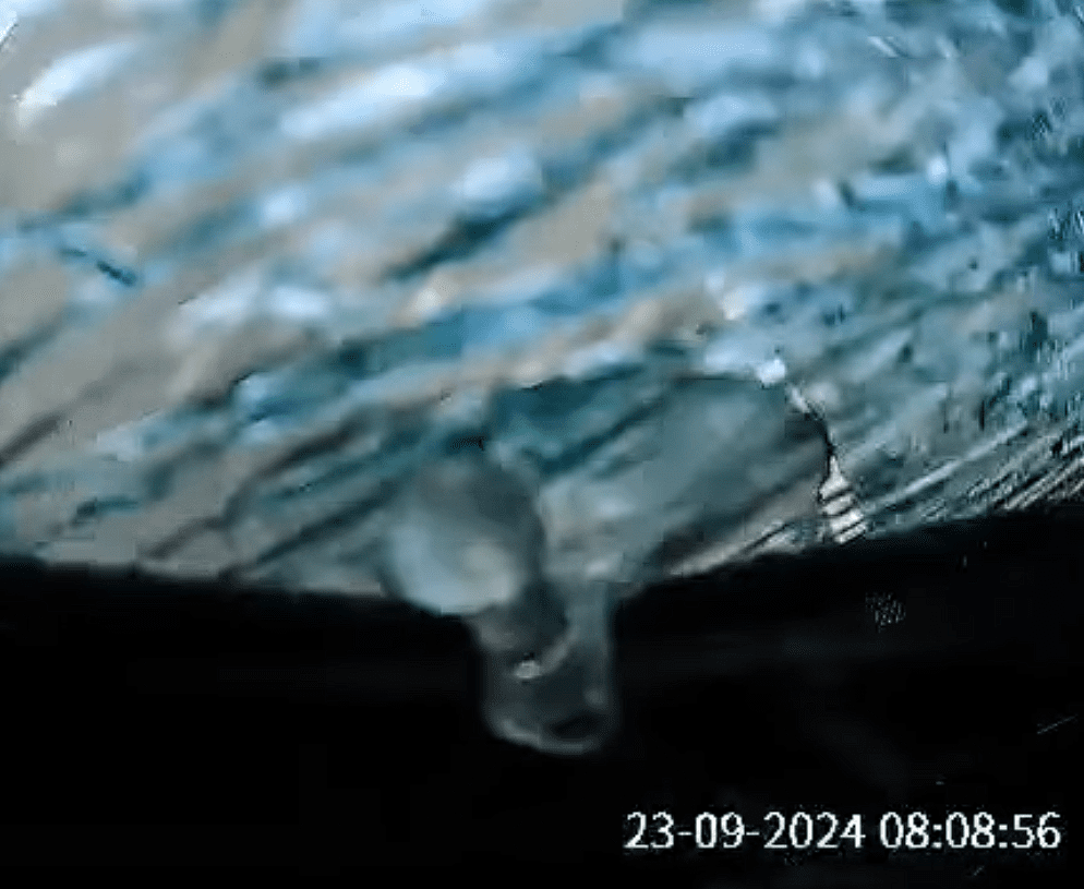 Chicken crash into windshield (2)