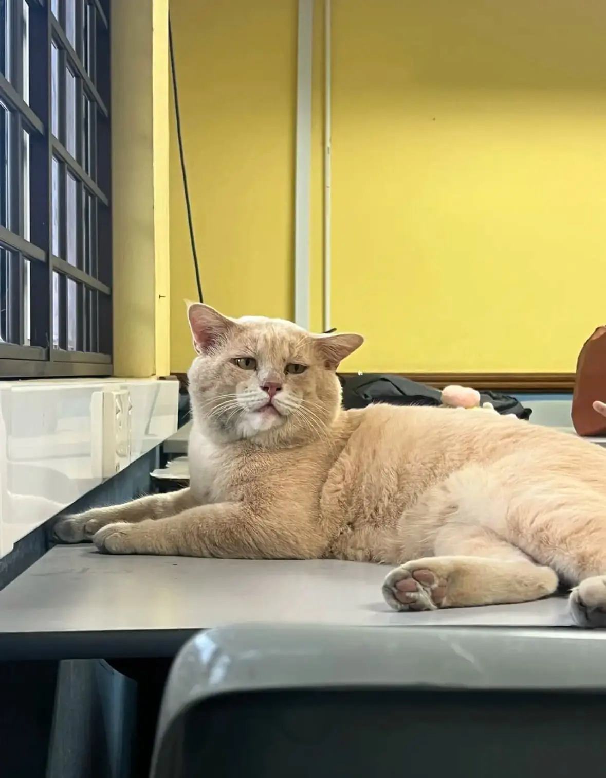 chonky cat at class 1