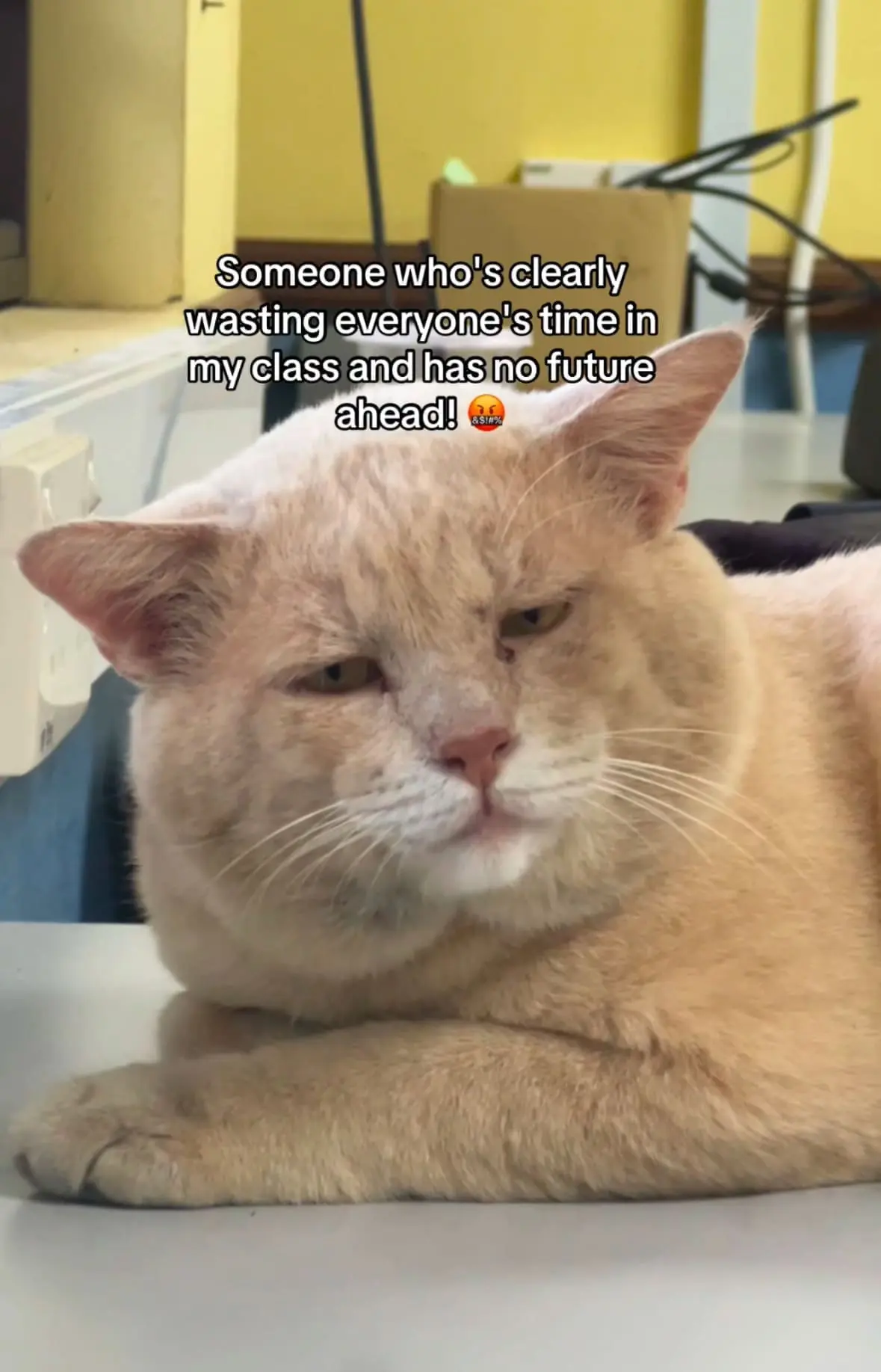 chonky cat at class 2