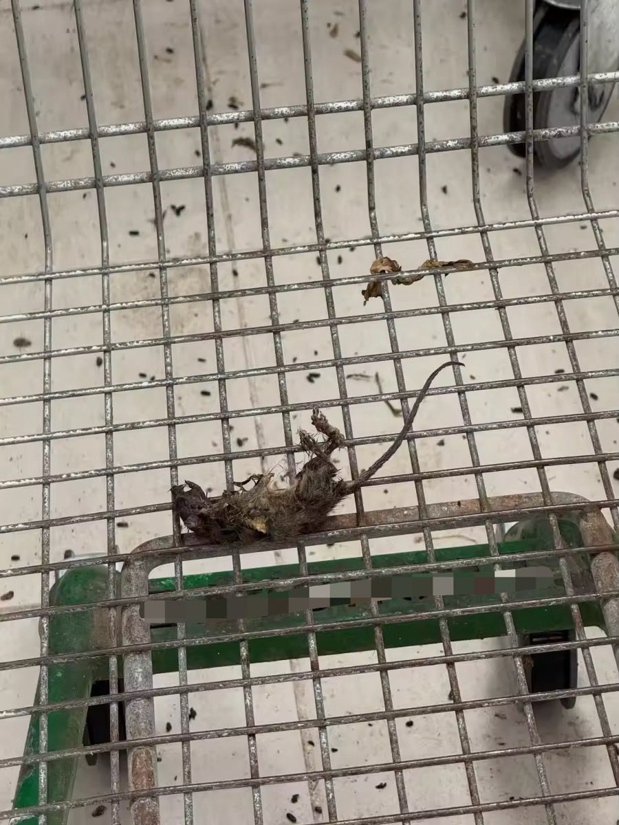 Close up of dead rat carcass