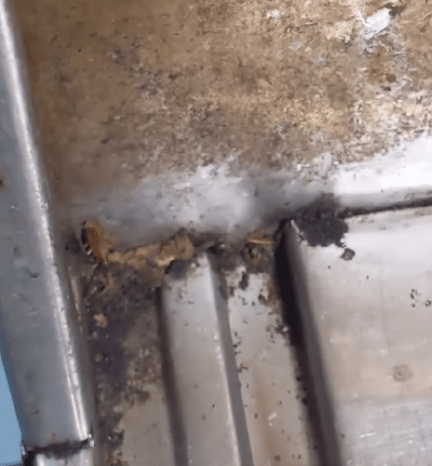 cockroaches roaming inside a storage