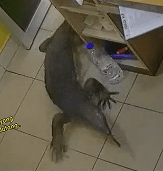 Comment on lizard visit clinic (3)