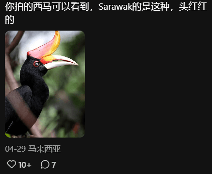 Comment Sarawak Hornbill