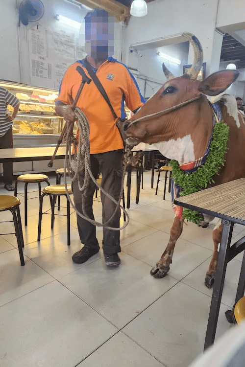 Cow being brought inside banana leaf restaurant in KL