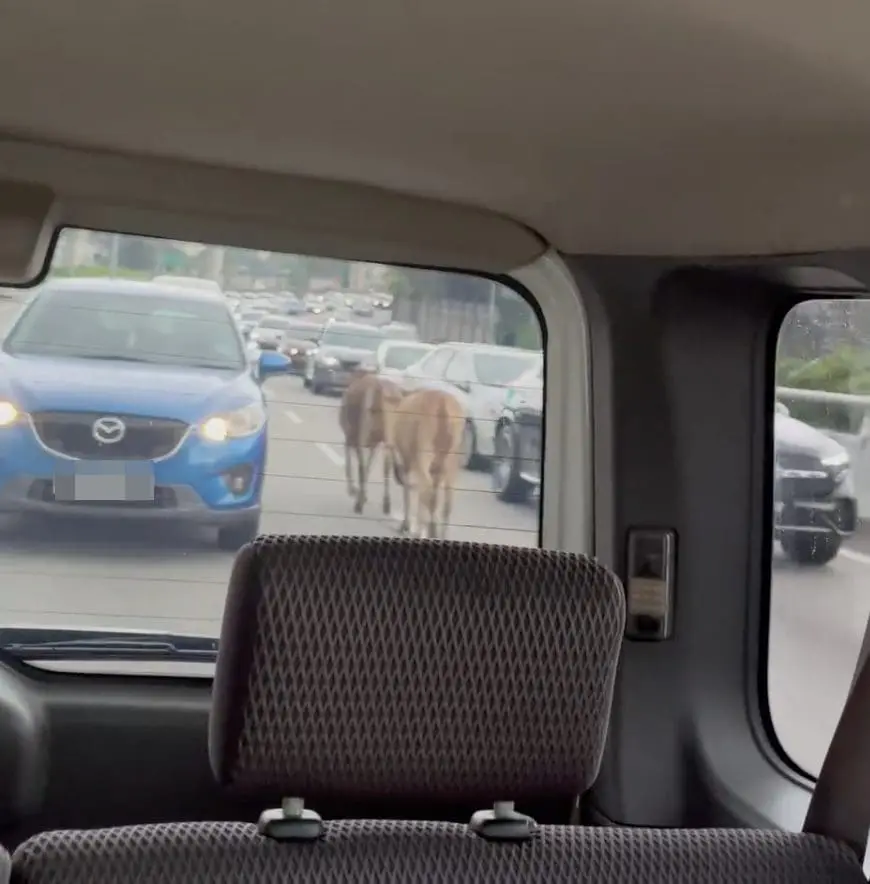 Cow on congested highway