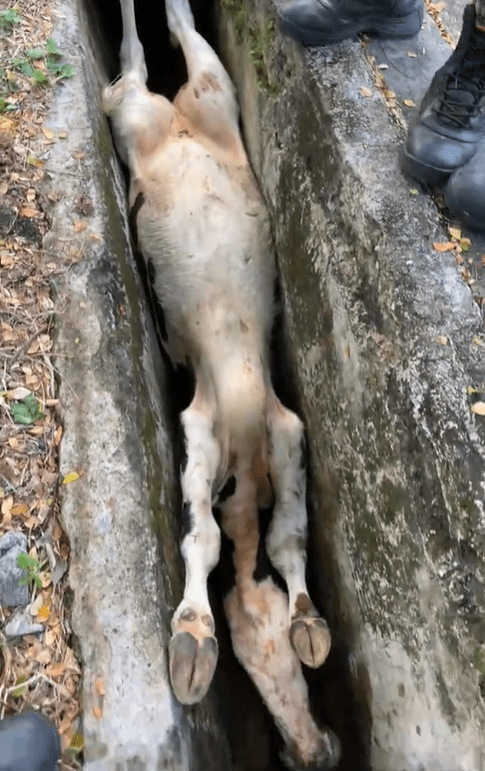 Cow stuck inside drain