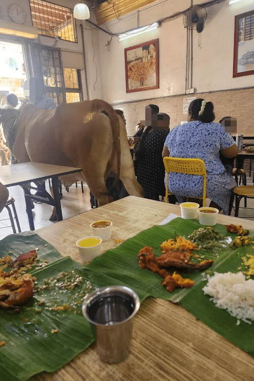 Cow walks inside banana leaf restaurant in KL