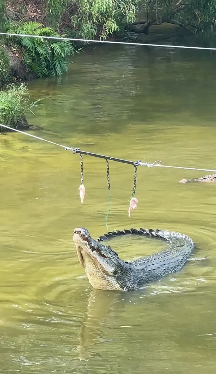 crocodile eating chicken