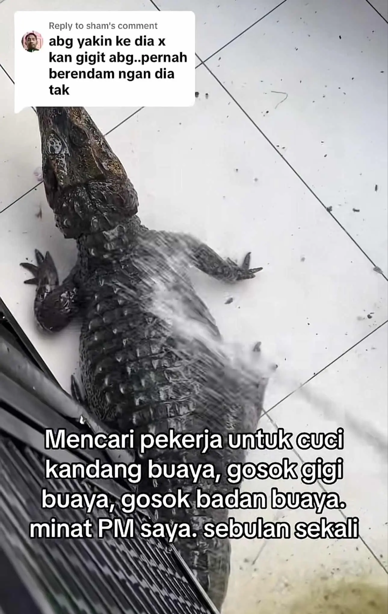 Crocodile owner replies to a comment