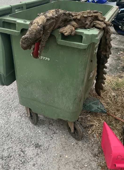 crocodile plushy on top of a rubbish bin
