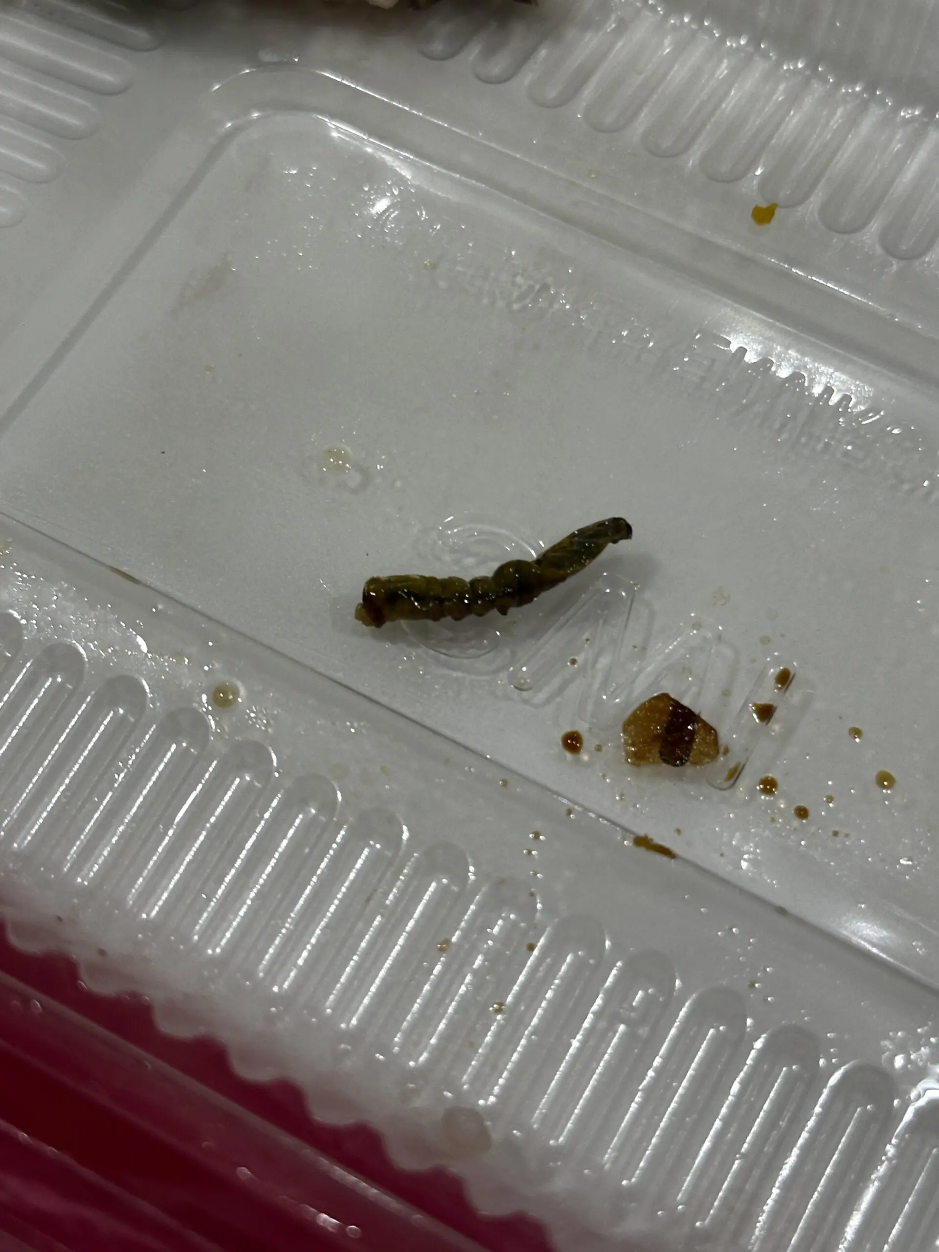 dead caterpillar in zhap fan