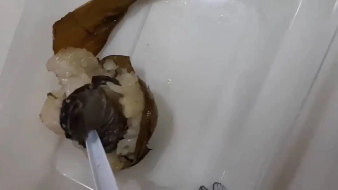 dead frog inside lemang