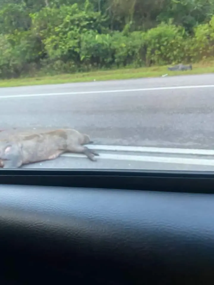 dead pig on road