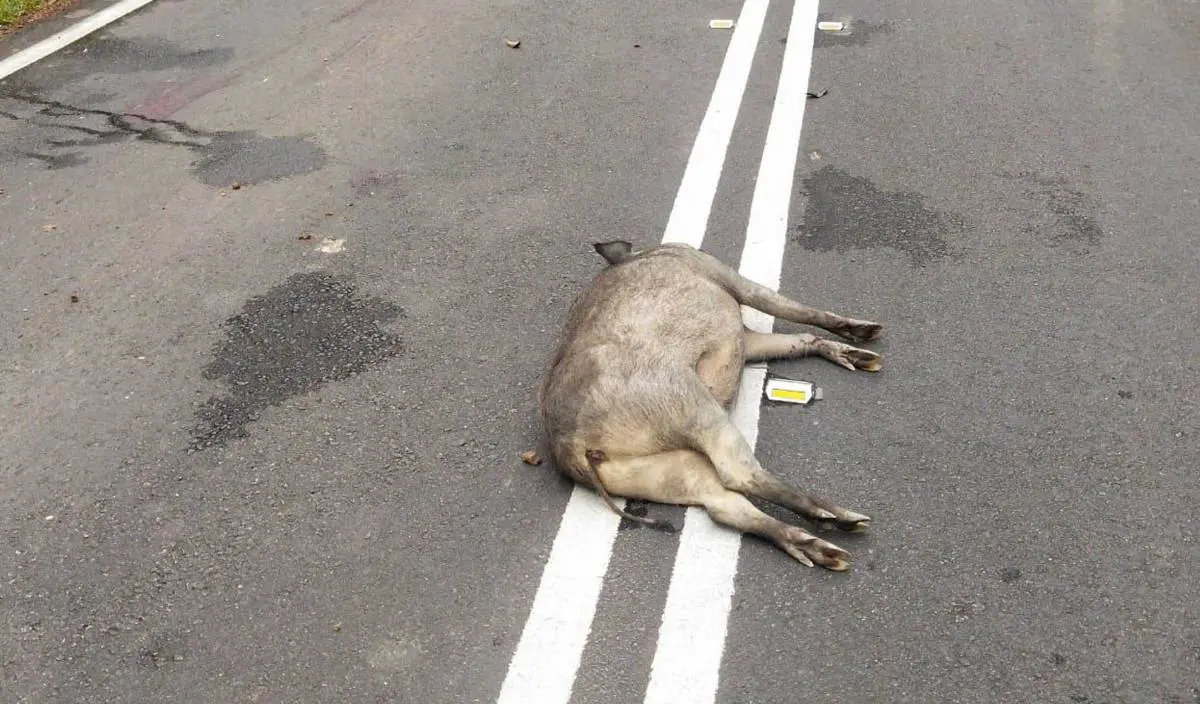 dead wild boar on road