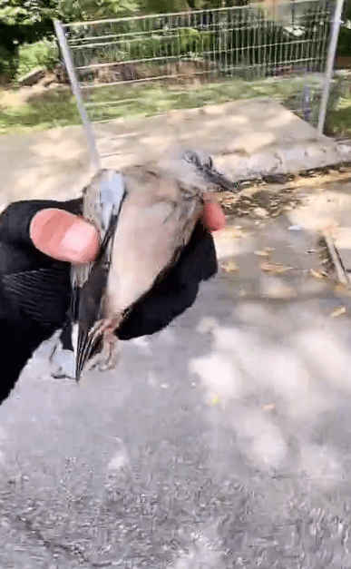 Delivery rider act of kindness in 2024 (2)