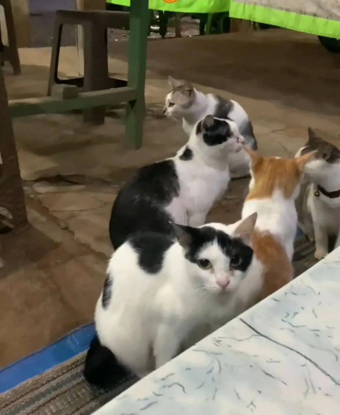 Dinner For Two? More Like Dinner For Eight As Six Chonky Cats Steal The Show