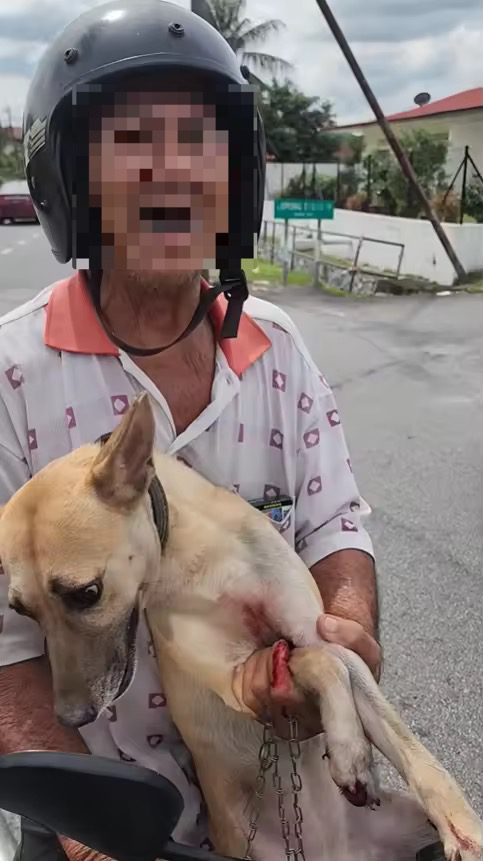 Dog abuse in Ipoh (1)