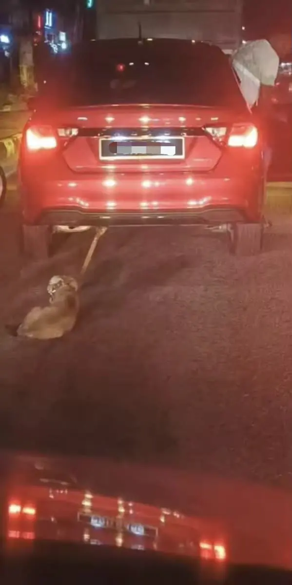 Dog being dragged behind car in Penang