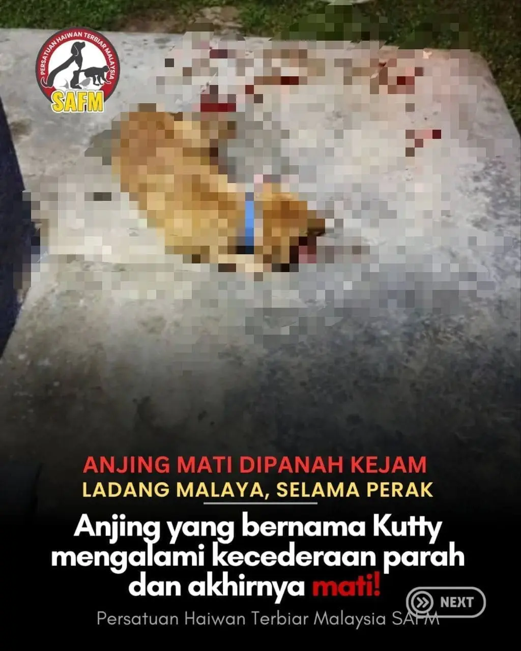 dog dies after being shot with an arrow