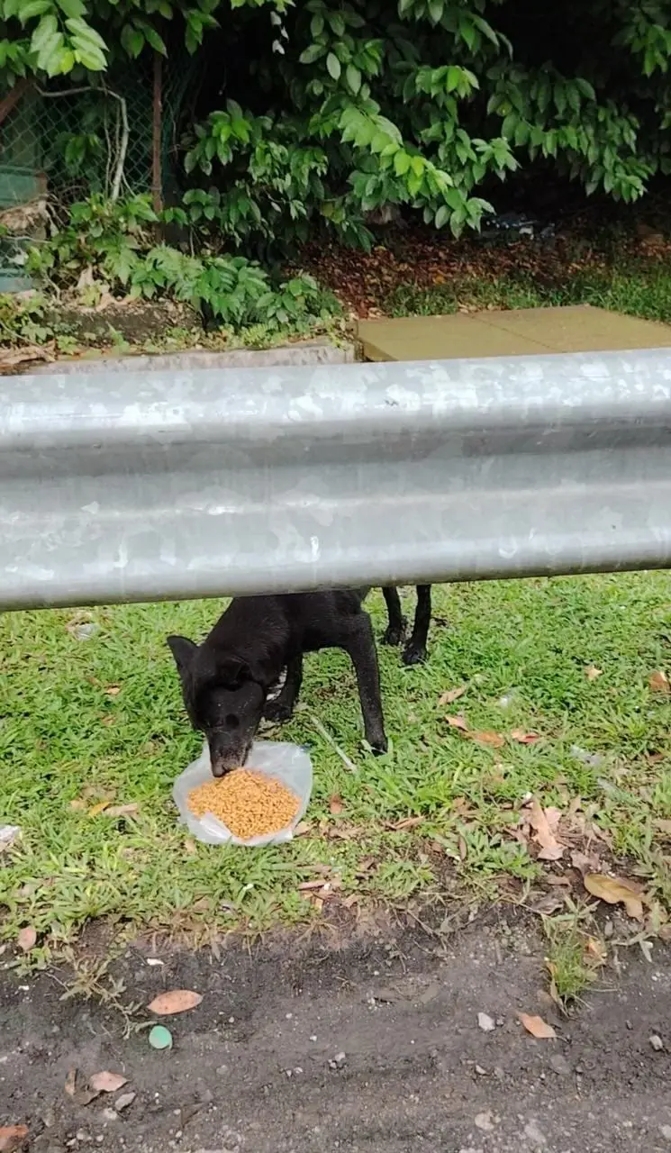 dog eating food at the side of the highway 