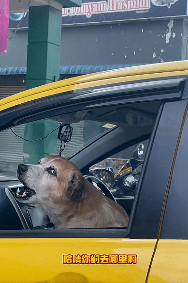 Dog in car refuse to speak (1)