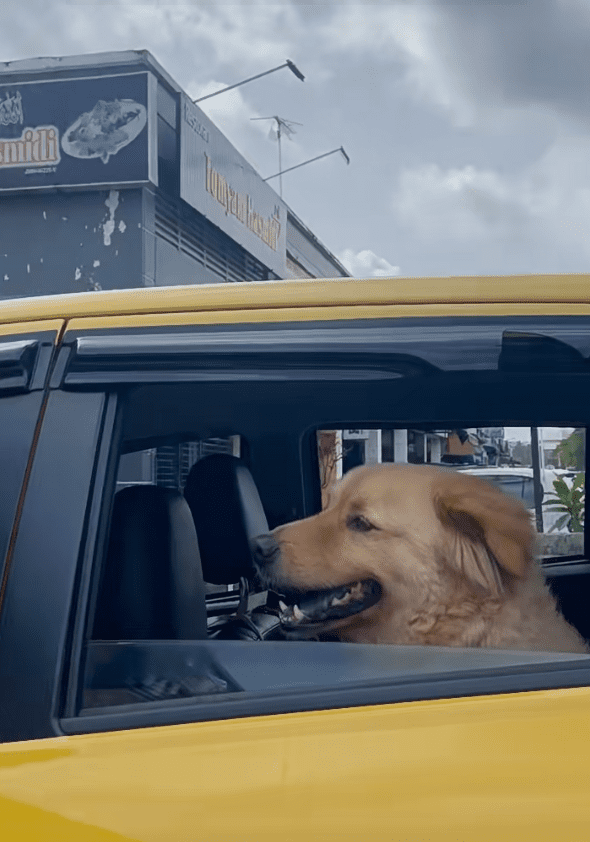 Dog in car refuse to speak (3)