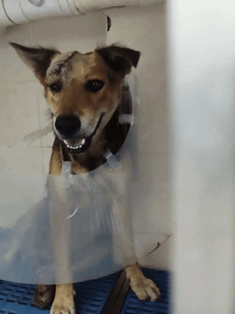 Dog injured while protecting owner