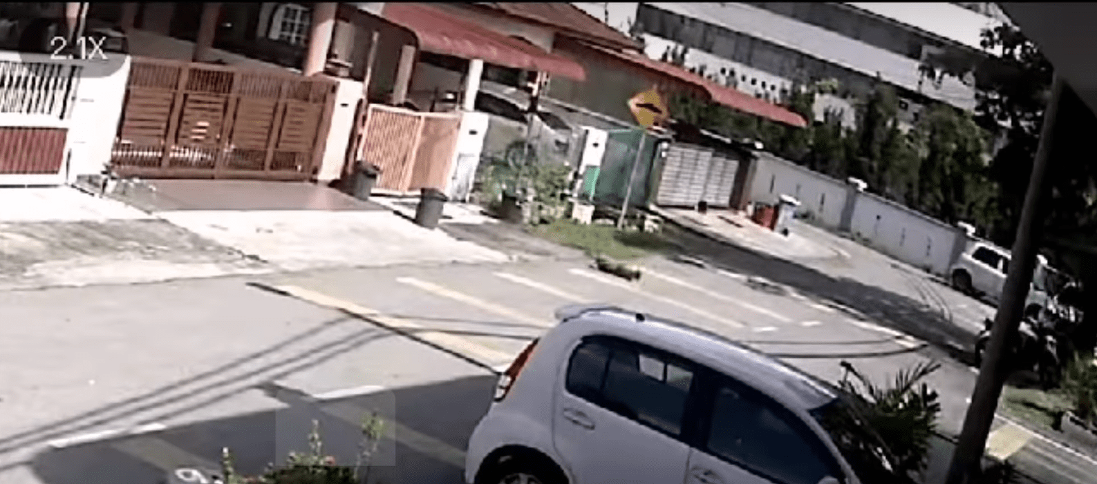 Dog rolls around in pain