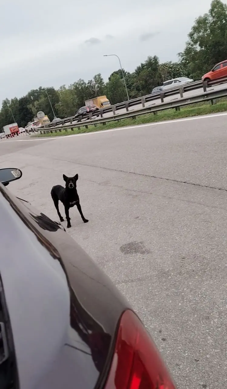 dog standing on highway