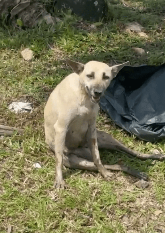 Dog with fractured legs Screenshot 2025-02-07 154950