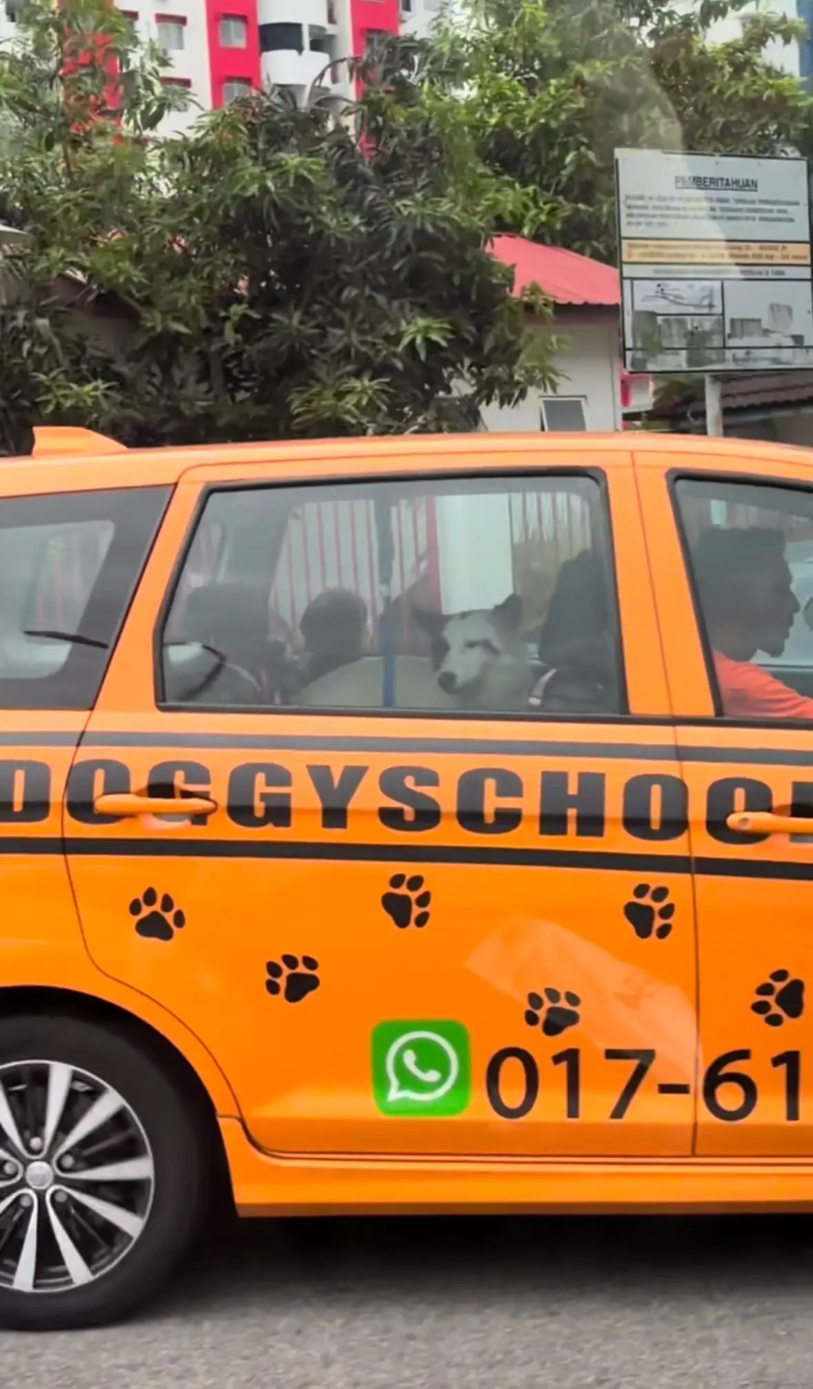 Dogs In M’sia Now Have Their Own School Bus And It’s The Cutest Thing Ever