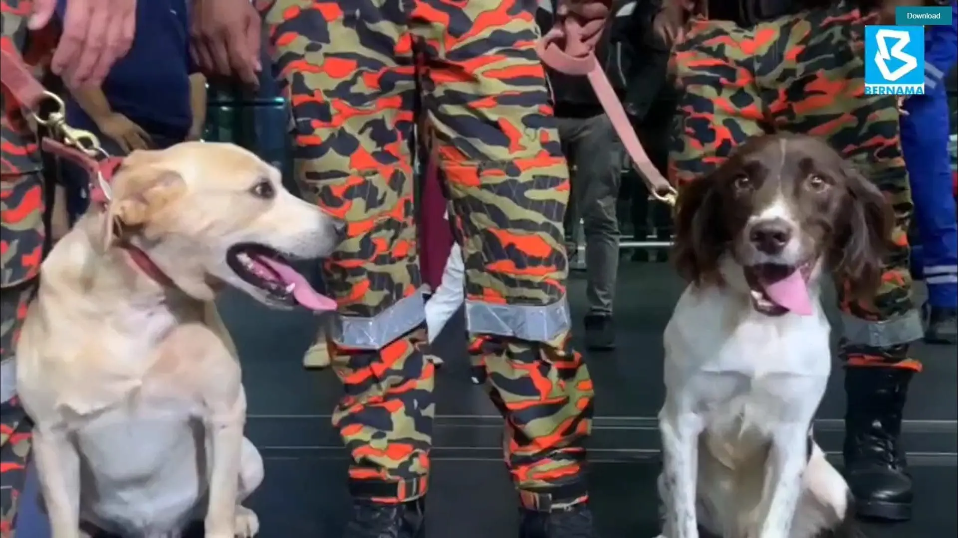 K9 dogs Denti and Frankie to join Turkey earthquake SAR mission