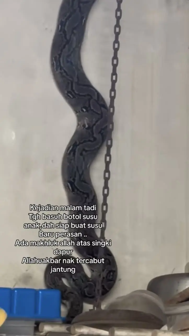 Giant python crawls into woman's kitchen