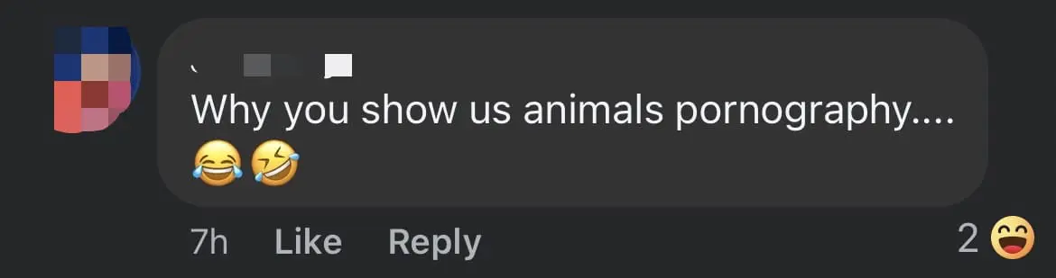 Pair Of Hornbills Spotted Mating At Flat's Kitchen Window In S'pore comment 2