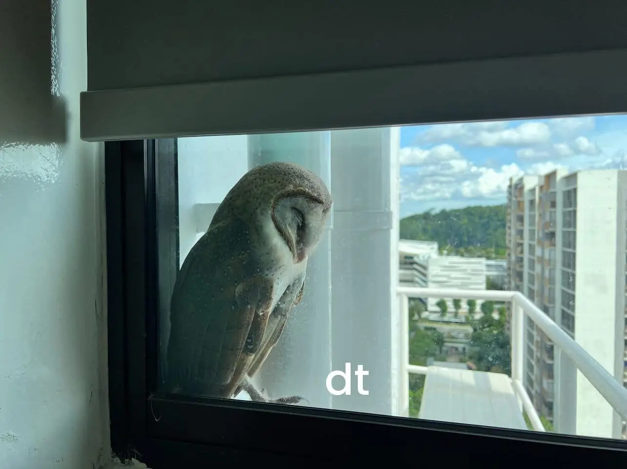 eastern barn owl sg 2