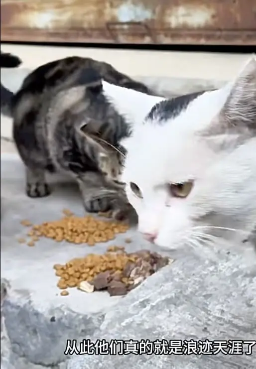 Elderly Couple In China Uses Entire Retirement Savings To Care For Stray Cats & Dogs For Over A Decade