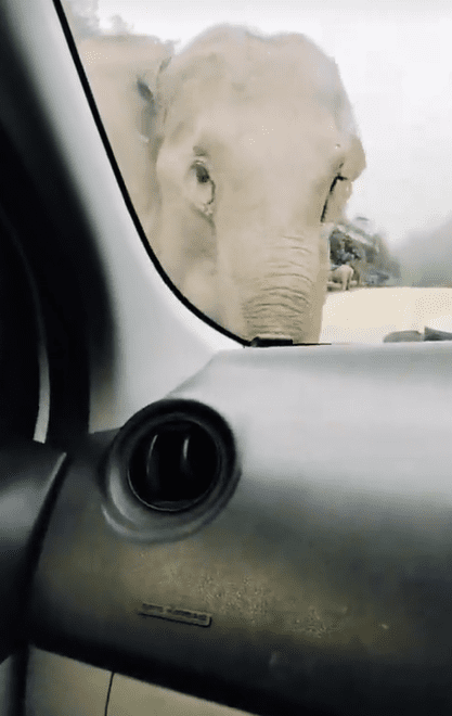 elephant chasing reversing car Screenshot 2025-02-17 125238 (2)
