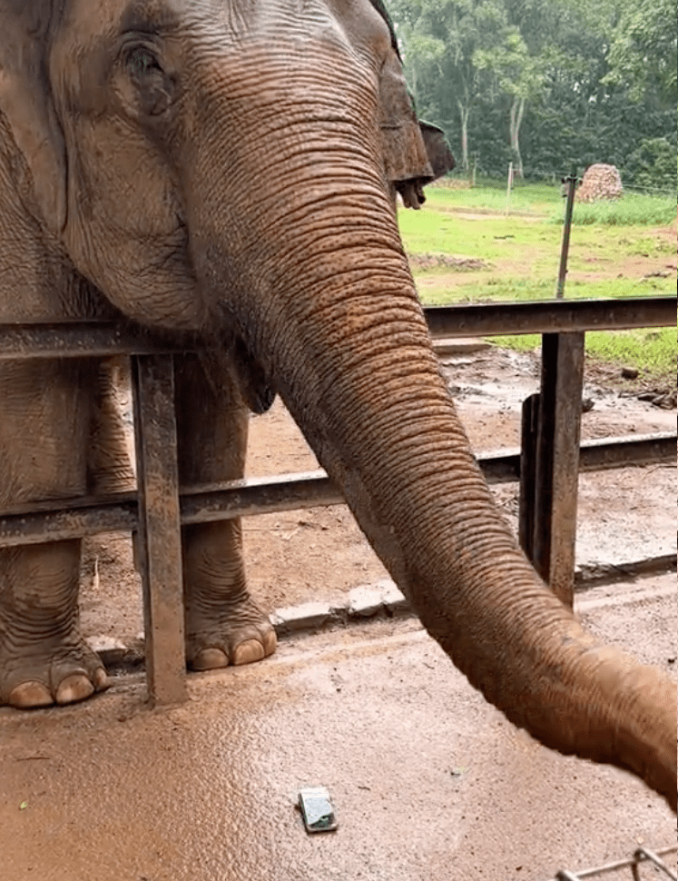elephant crushes visitor phone Melaka Zoo