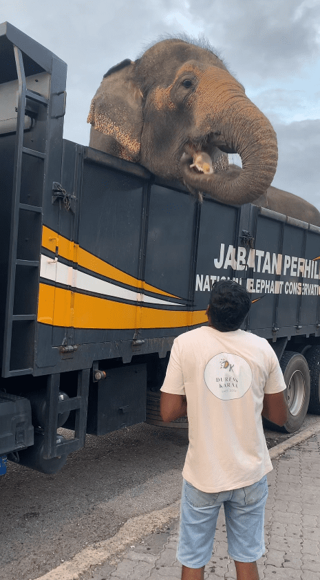 elephant eating durian