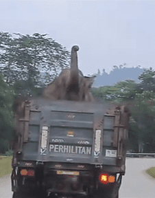 Elephant on truck Screenshot 2025-03-26 121400