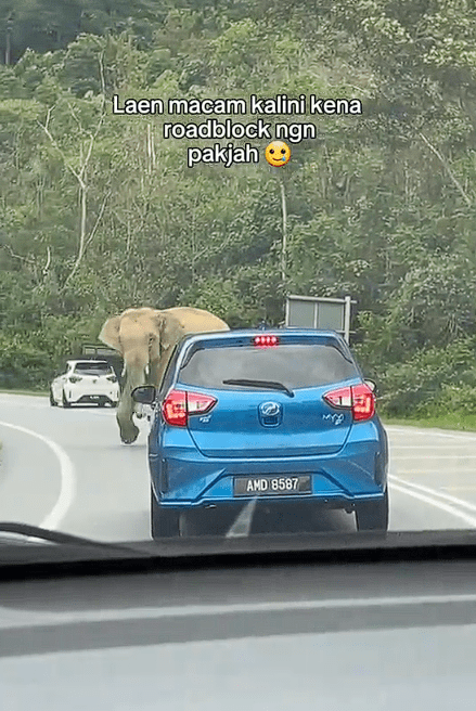 Elephant roadblock at perak (3)
