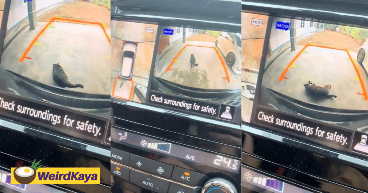 'Excuse Me, I Park First'– Cat ‘Chopes’ Parking Spot & Refuses To Move To Let Car Occupy It