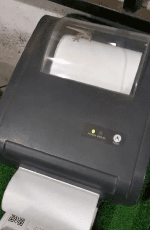 Lizard Gets Trapped Inside Printer And 'Sweats' It Out By Running On Paper Like A Treadmill