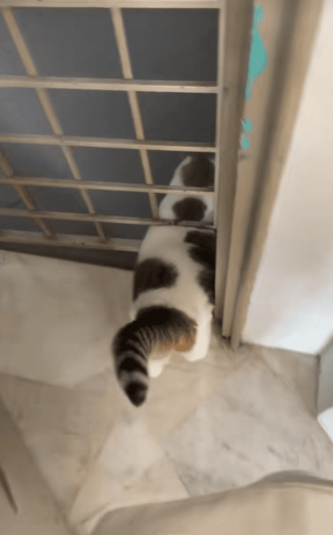 Fat cat tries to squeeze through grille door gap