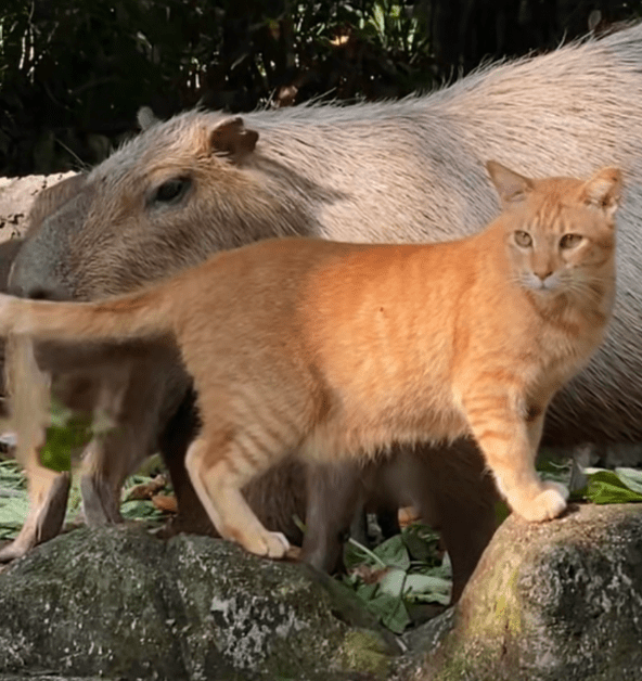 Oyen Which Frequently Hung Out With Capybaras At Zoo Negara Gets Its Very Own Sign