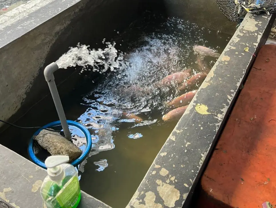 fishes inside water storage tank