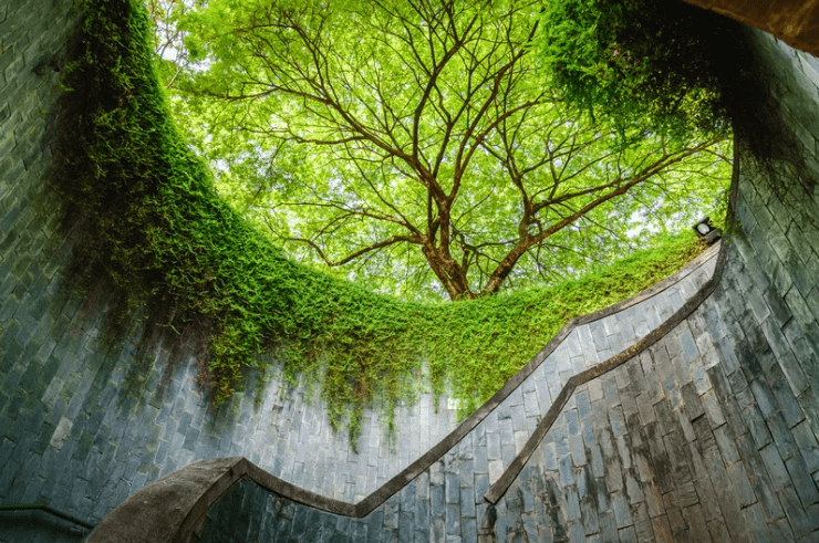 Fort Canning Tree Tunnel