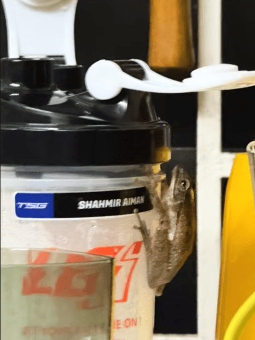 frog sticking on a tumbler