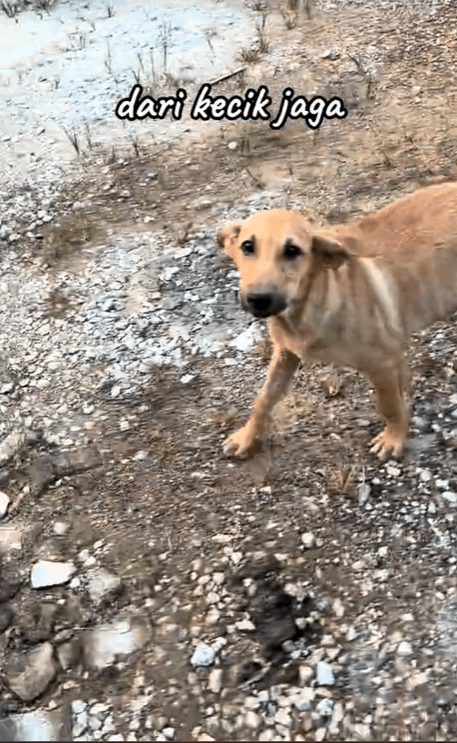 Gendut the stray dog