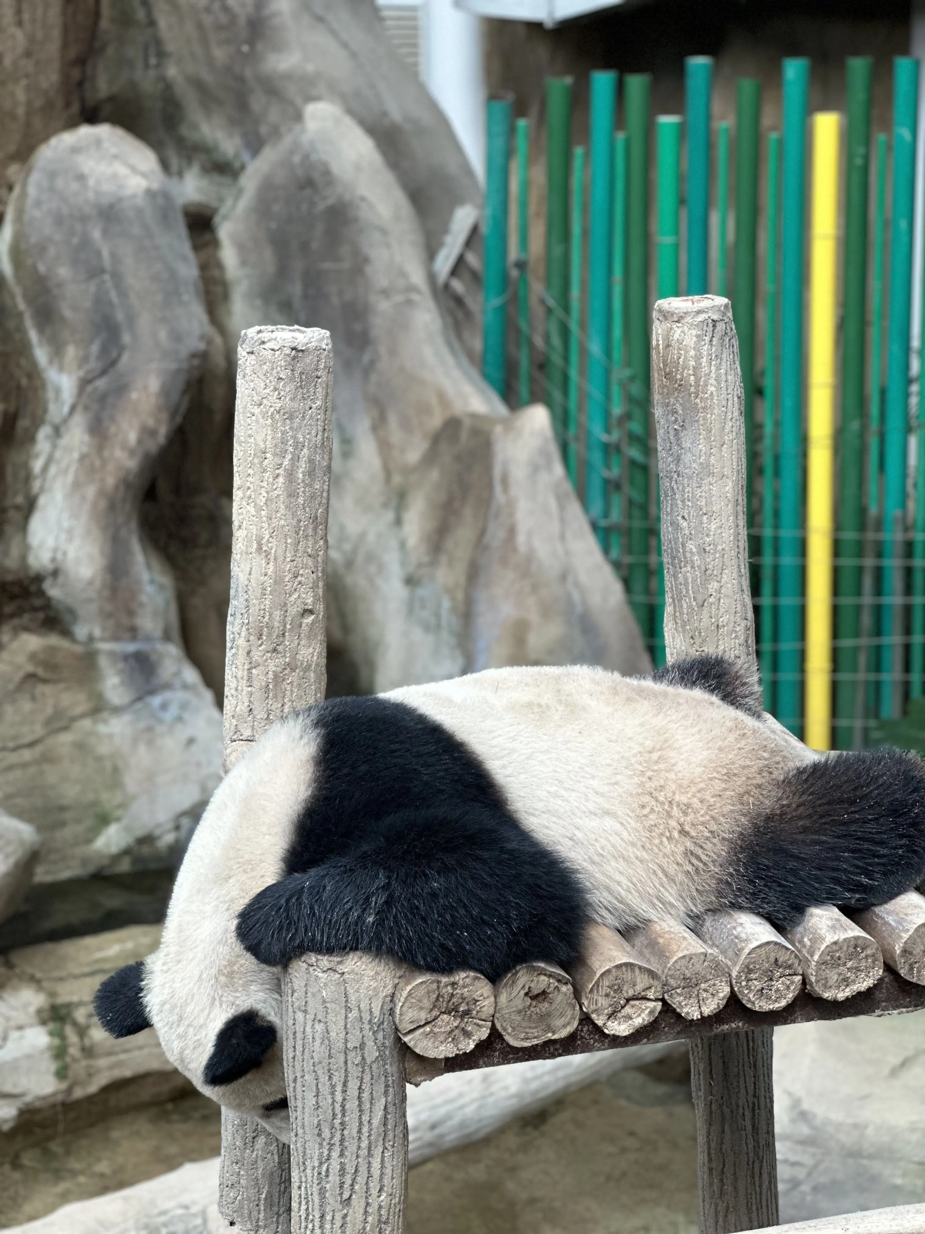 Giant Panda in Zoo Negara Malaysia 3